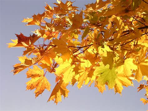 norway maple leaf facts